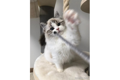 販売中のラグドールの親猫